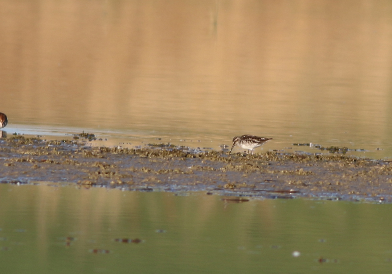Broad-billed Sandpiper